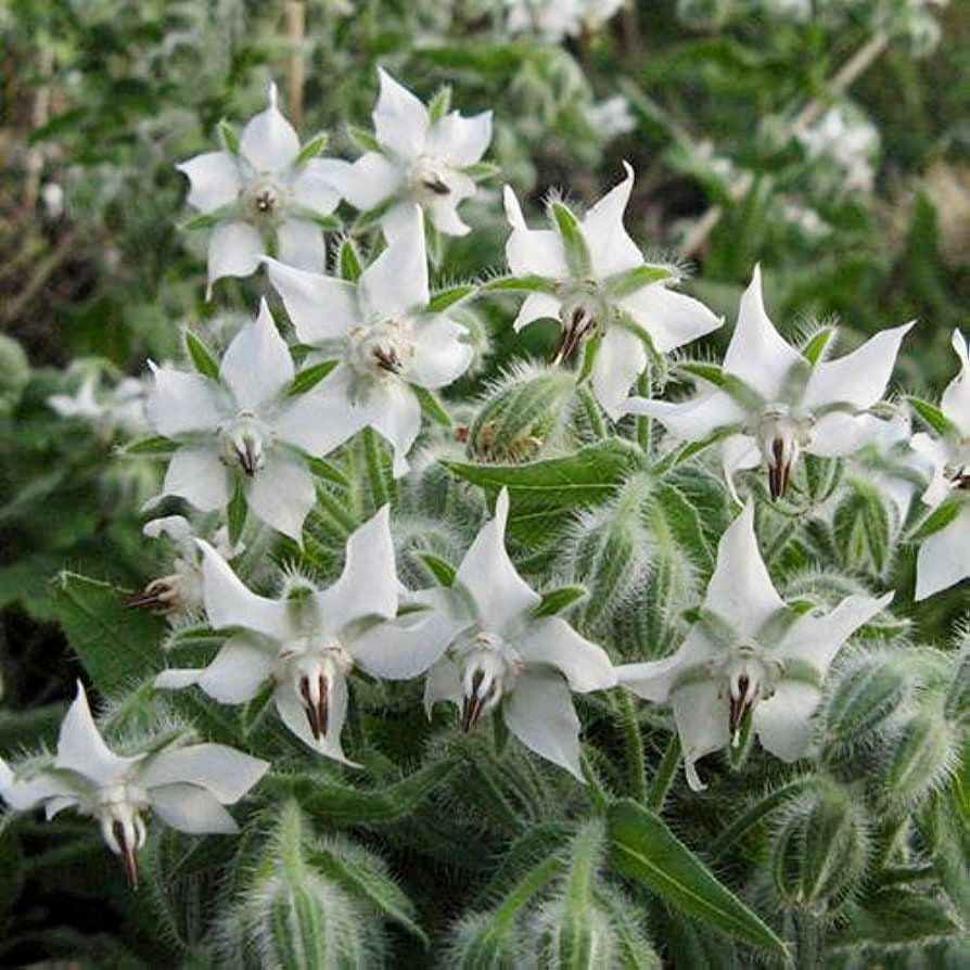 White Borage Flower seeds for Planting - Garden Favorite, Heirloom & GMO Free Seeds for Home Garden