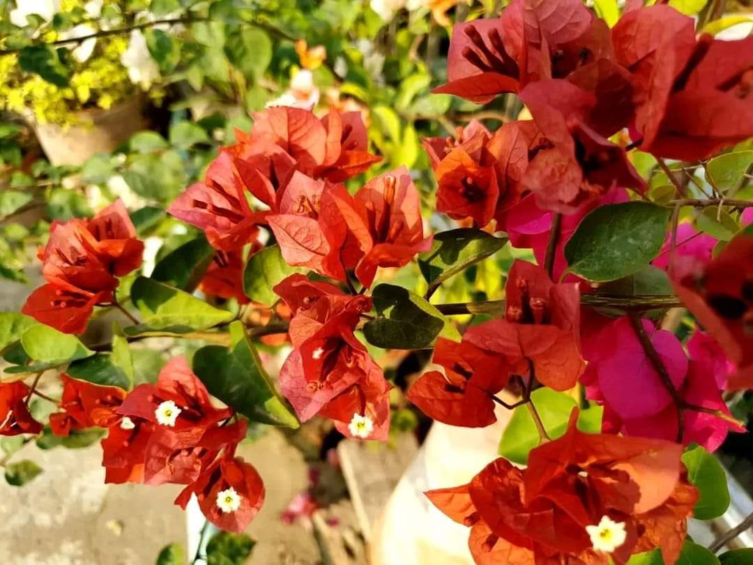 Brown Bougainvillea Flower Seeds for Planting Heirloom Non-GMO Seeds