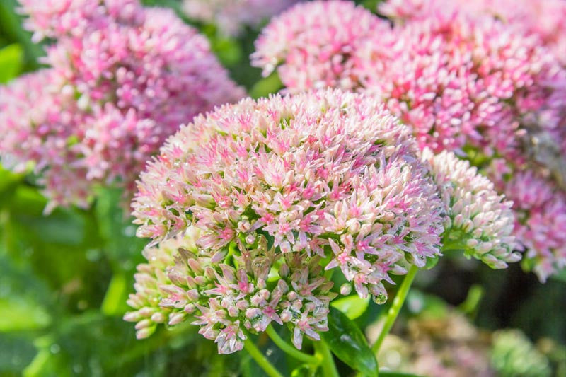 Sedum Flower seeds for Planting, Colorful Display Heirloom & GMO Free Seeds for Home Garden
