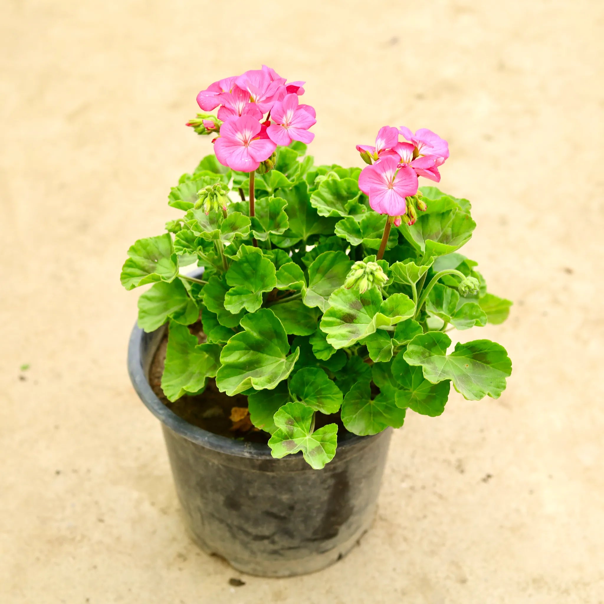 Light Green Geranium Seeds for Planting - Add Color to Your Space