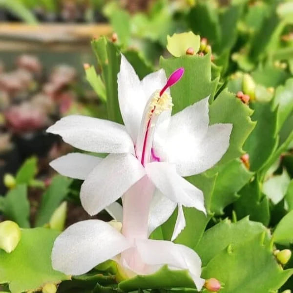 Pink White Schlumbergera Flower seeds for Planting Sun Loving Heirloom & GMO Free Seeds for Home Garden