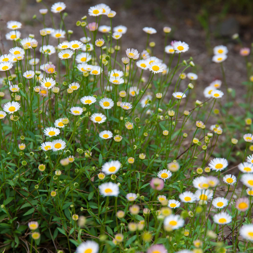 Mixed Erigeron Flower seeds for Planting - Drought Tolerant, Heirloom & GMO Free Seeds for Home Garden