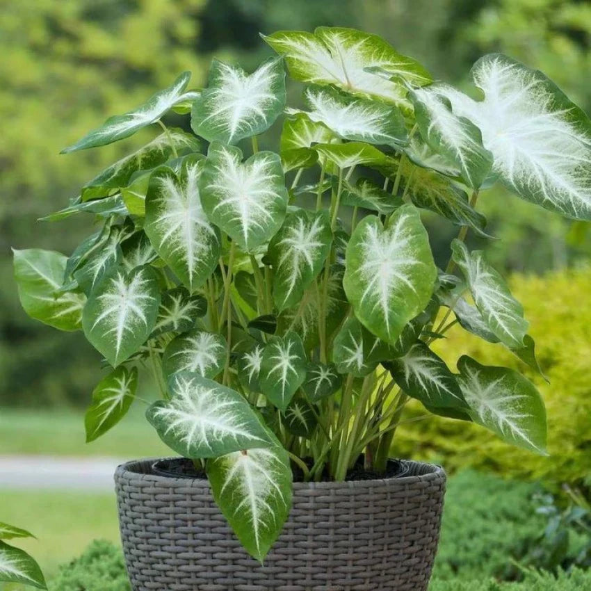 Caladium Flower Seeds for Planting – Hardy Variety, Heirloom, Non-GMO, High Germination Garden Seeds
Sale seeds for home garden