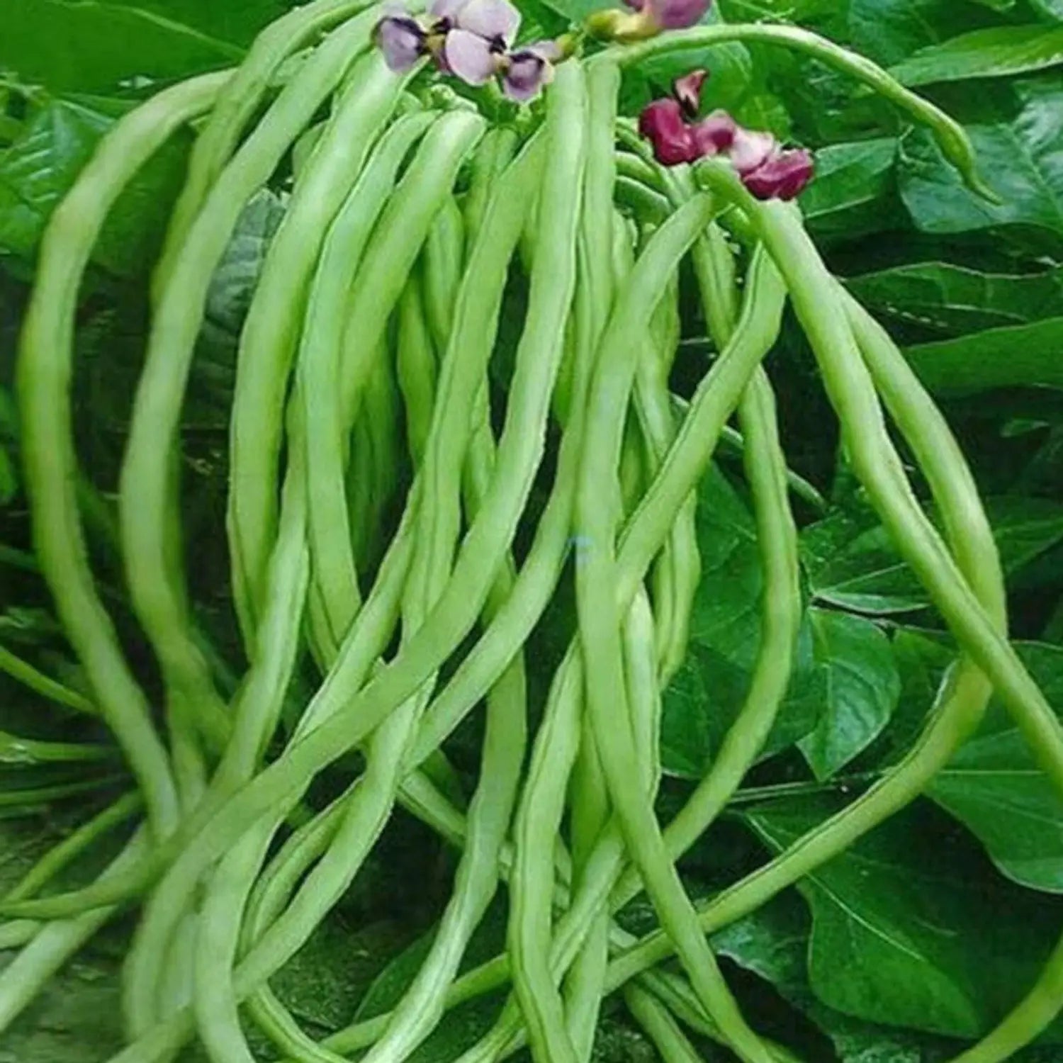 Planting Cowpea Vegetable Seeds for Your Garden