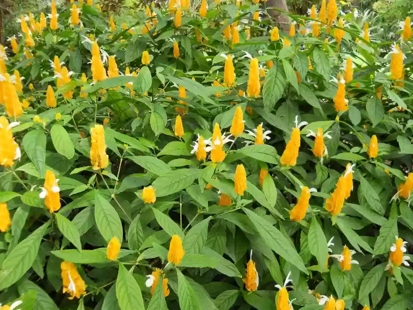 Pachystachys Lutea Flower seeds blooming in flower beds, containers, borders, and pollinator-friendly gardens