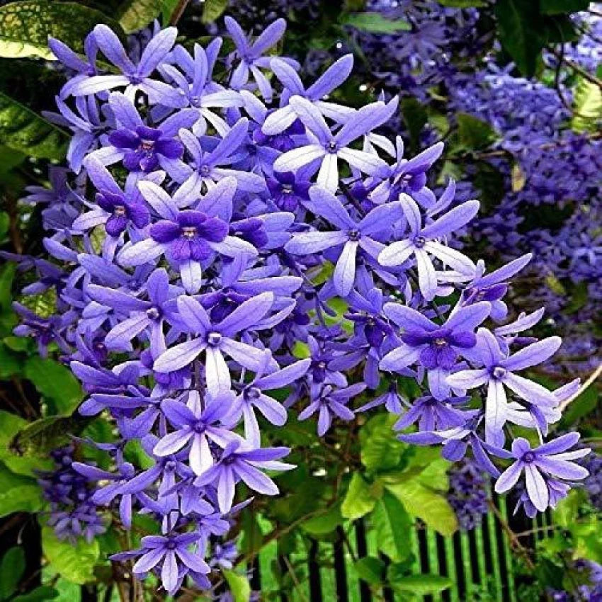 Purple Ivy Flower seeds blooming in flower beds, containers, borders, and pollinator-friendly gardens