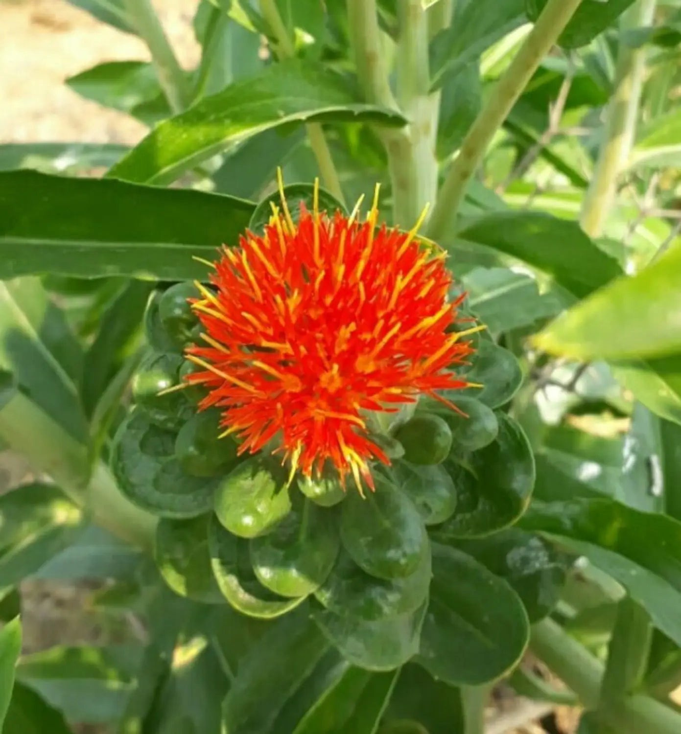 Mixed Carthamus Flower seeds for Planting - Garden Favorite, Heirloom & GMO Free Seeds for Home Garden Sale