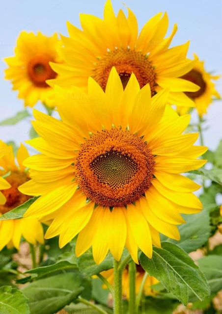 Sunflower Flower seeds for Planting - Bright Blooms, Heirloom & GMO Free Seeds for Home Garden