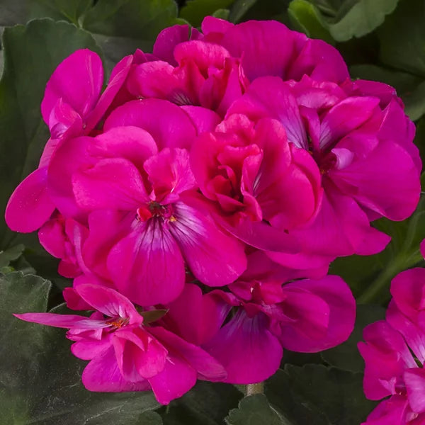 Dark Pink Geranium Pelargonium Flower Seeds for Planting Shade Tolerant Heirloom & GMO Free Seeds for Home Garden
Sale