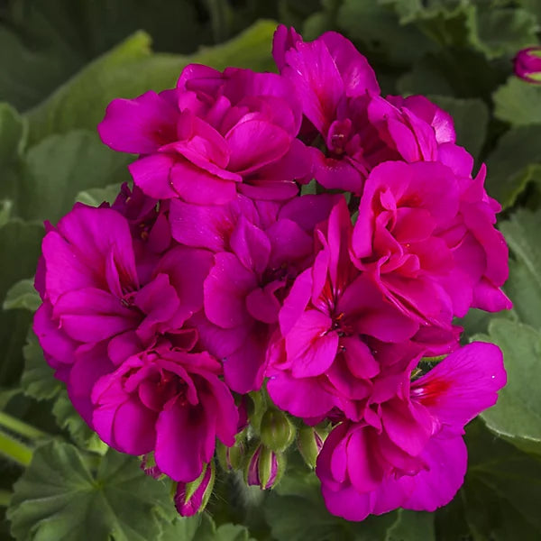 Purple Geranium Pelargonium Flower Seeds for Planting Vibrant Colors Heirloom & GMO Free Seeds for Home Garden
Sale