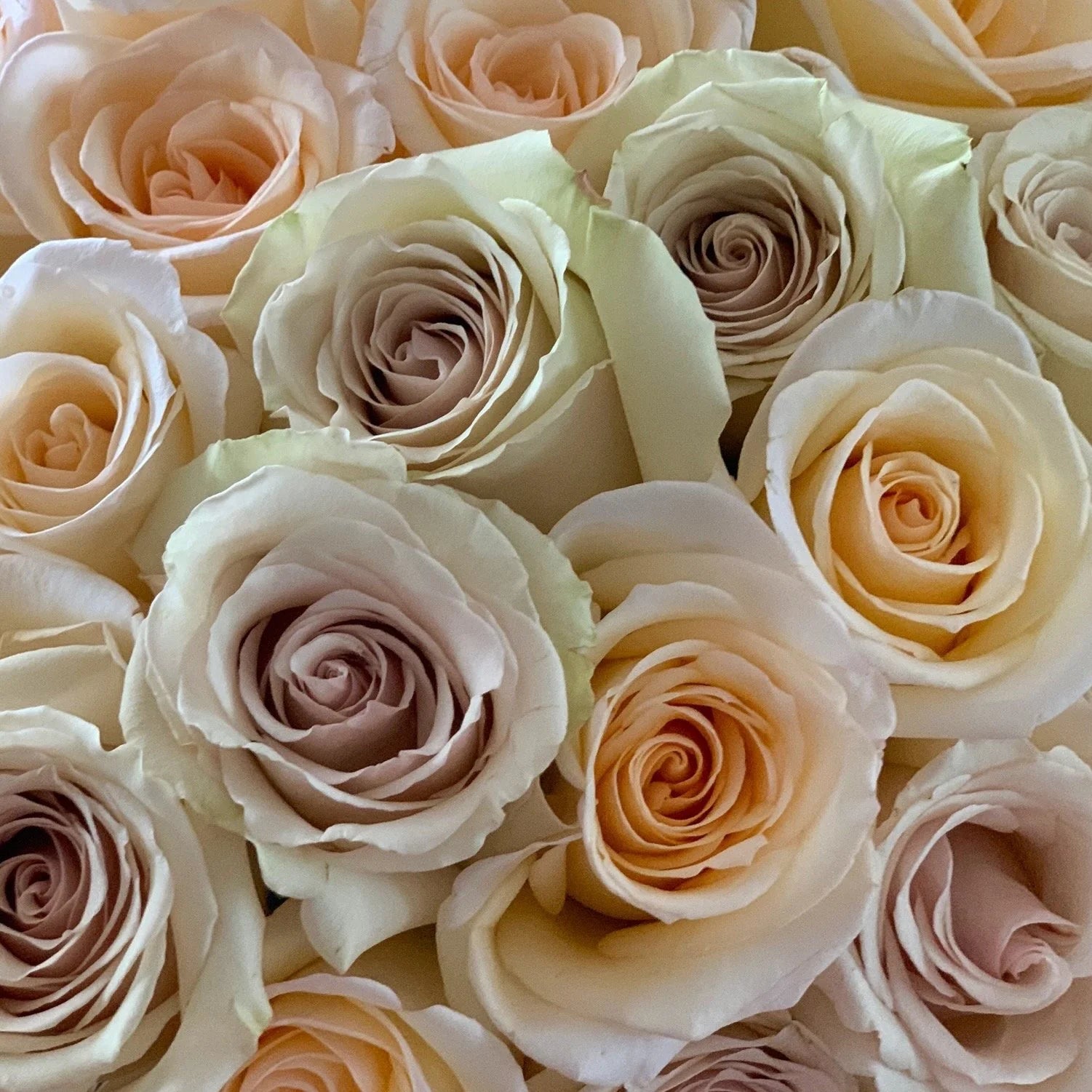 White and Brown Rose Flower seeds for Planting - Shade Tolerant, Heirloom & GMO Free Seeds for Home Garden