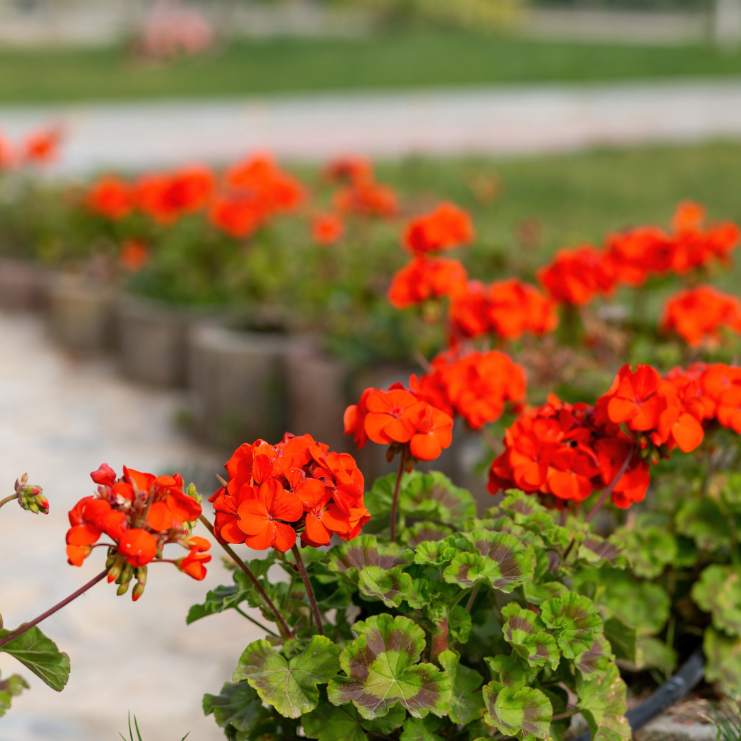 Light Red Univalve Geranium Flower Seeds for Planting Drought Tolerant Heirloom & GMO Free Seeds for Home Garden
Sale