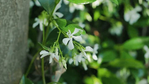 Galium Flower seeds for Planting - Sun Loving, Heirloom & GMO Free Seeds for Home Garden
