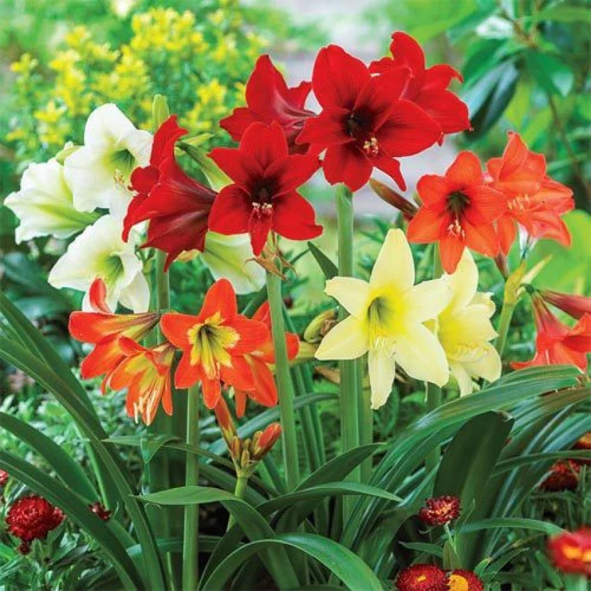 Hippeastrum Flower seeds blooming in flower beds, containers, borders, and pollinator-friendly gardens
