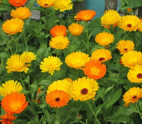 Red Calendula Flower seeds for Planting - Colorful Display, Heirloom & GMO Free Seeds for Home Garden