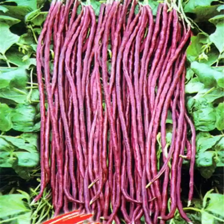 Red Unguiculata Vegetable for Planting Seeds