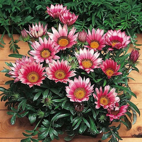 Pink Gazania Rigens Flower seeds for Planting - Easy to Grow, Heirloom & GMO Free Seeds for Home Garden