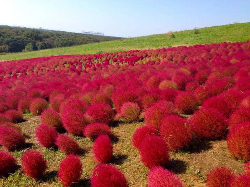 Red Burning Bush Flower seeds blooming in flower beds, containers, borders, and pollinator-friendly gardens