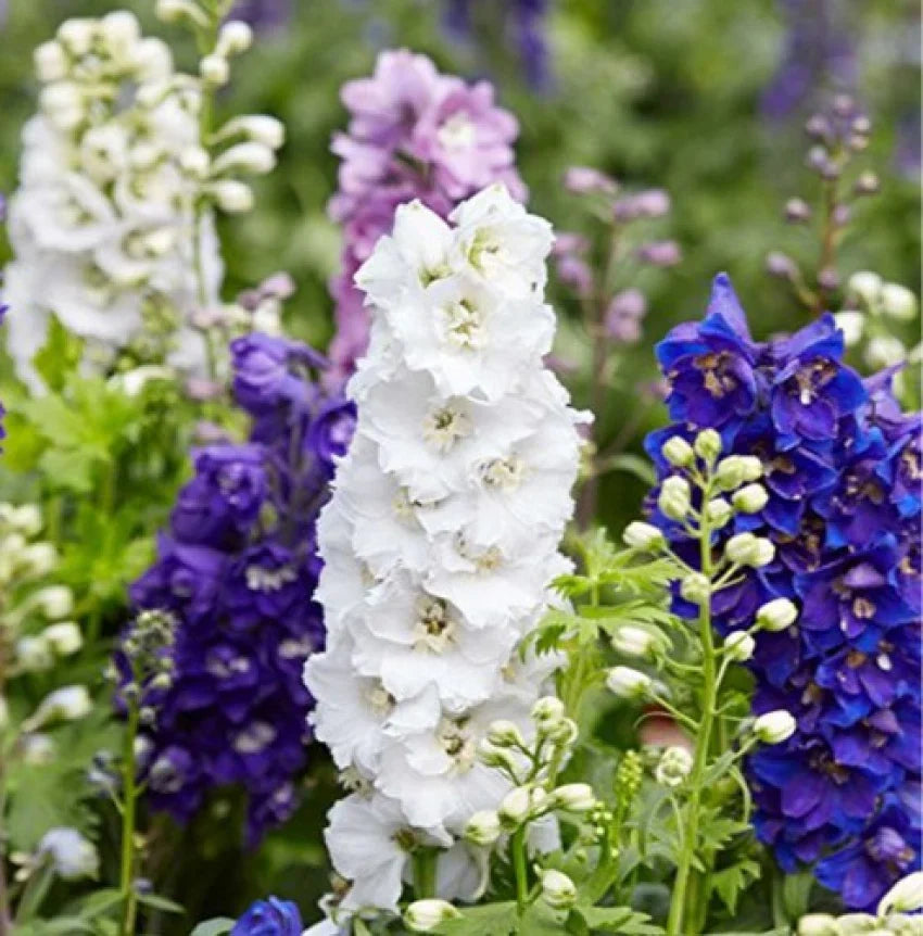 Larkspur Flower seeds blooming in flower beds, containers, borders, and pollinator-friendly gardens