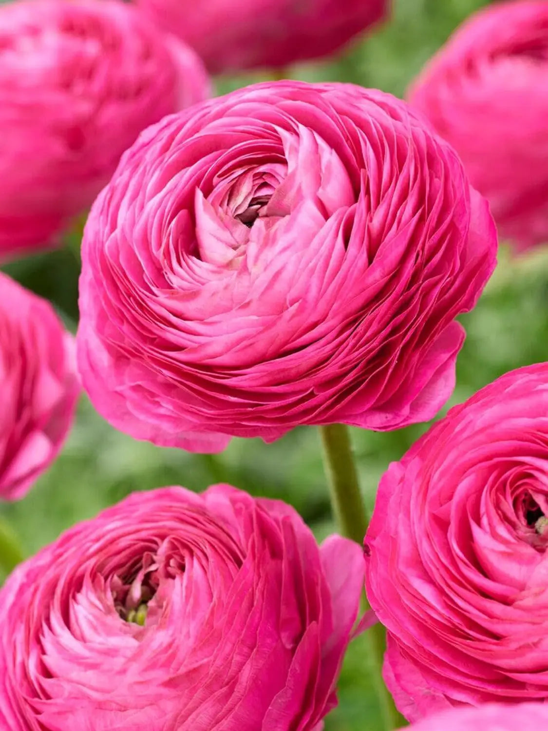 Ranunculus Baby Pink Flower seeds for Planting - Garden Favorite, Heirloom & GMO Free Seeds for Home Garden
