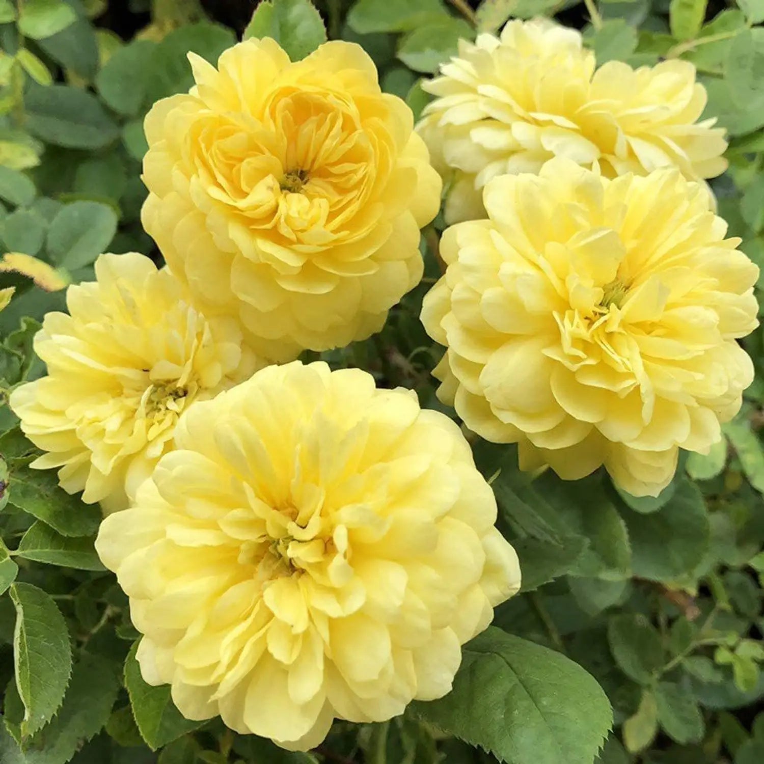 Rosa Banksiae Flower seeds for Planting - Wildflower Mix, Heirloom & GMO Free Seeds for Home Garden