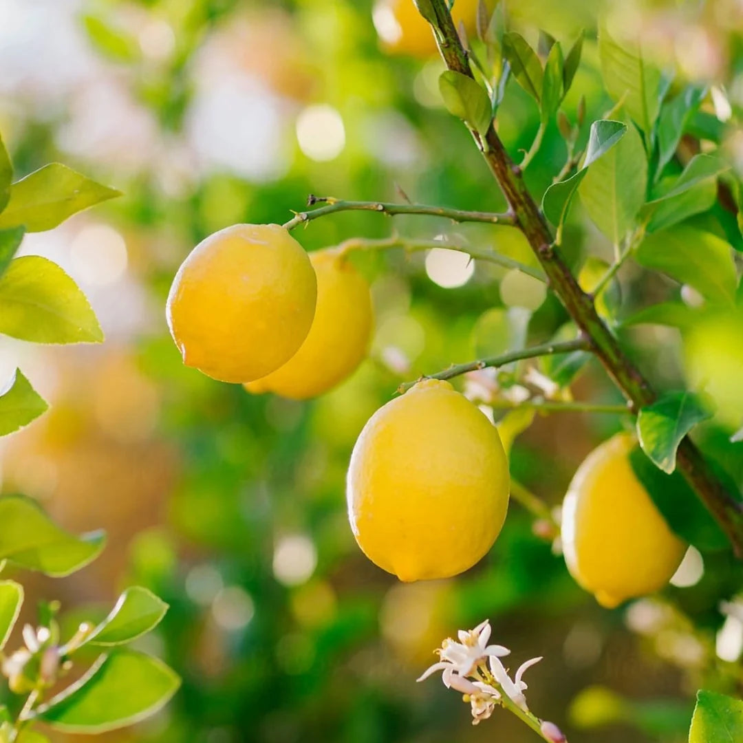 Citron Vegetable Seeds for Your Garden
