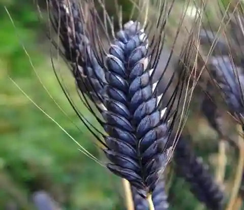 Black Wheat Planting Seeds for Garden