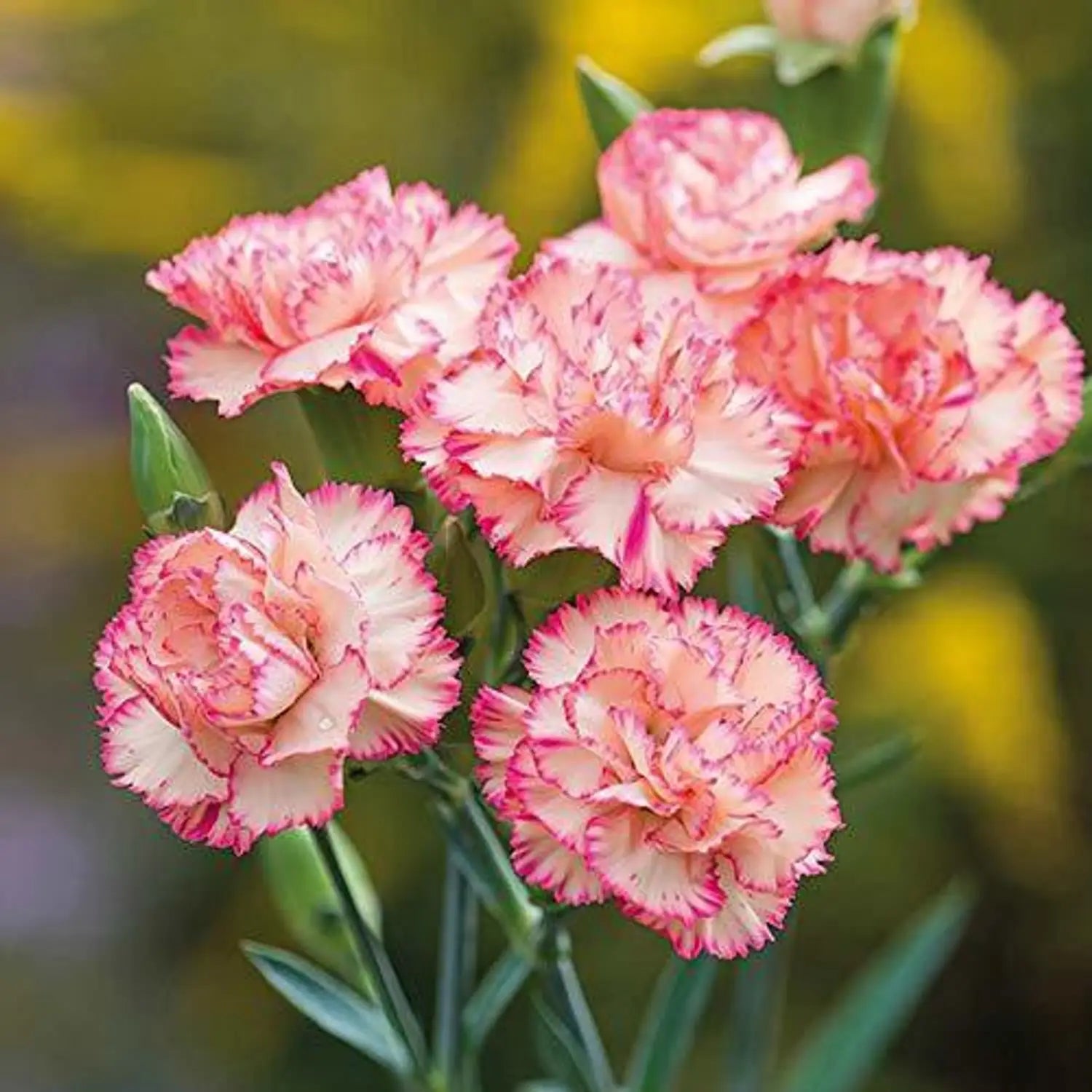 Baby Pink Carnation Flower seeds for Planting - Premium Quality, Heirloom & GMO Free Seeds for Home Garden