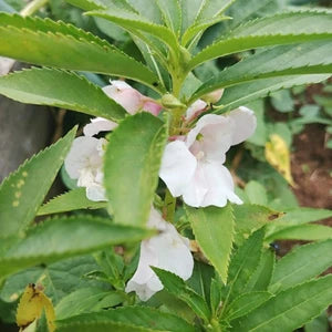 Balsam Flower Seeds for Planting