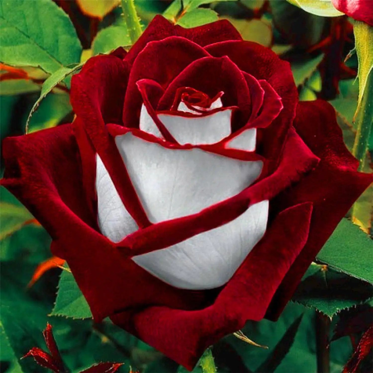 Red Ruby Rose Flower Seeds for Planting Colorful Display Heirloom & GMO Free Seeds for Home Garden
Sale