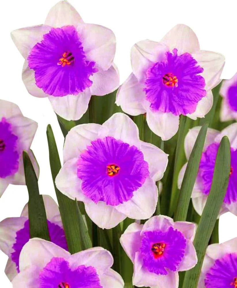 Nema Double Petals Narcissus Flower seeds blooming in flower beds, containers, borders, and pollinator-friendly gardens