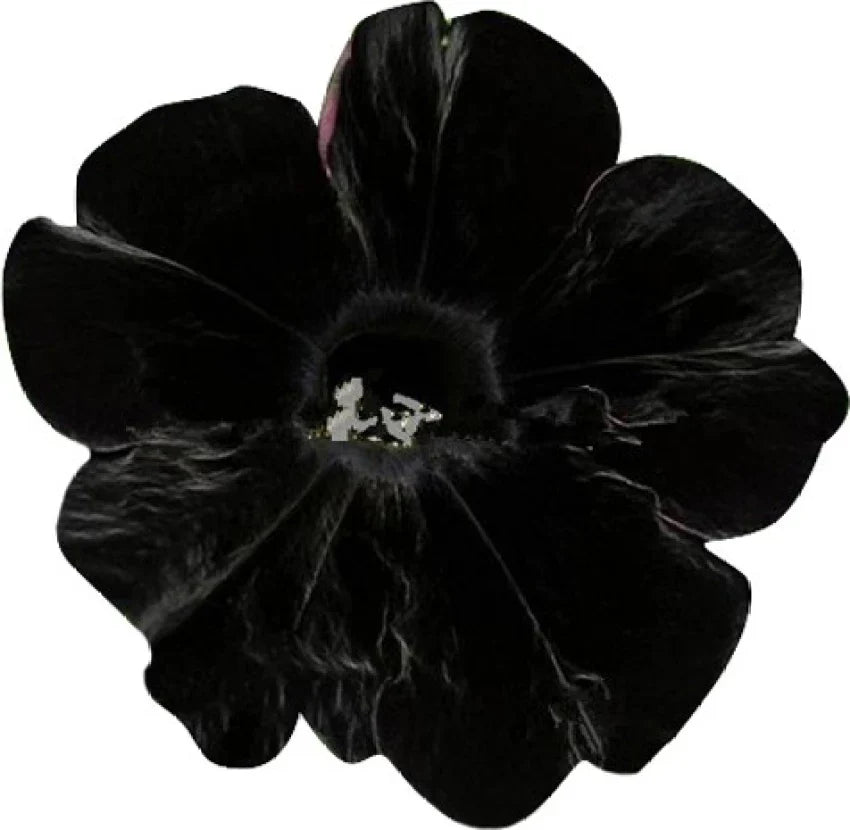 Black Velvet Petunia Flower seeds for Planting - Seasonal Bloomer, Heirloom & GMO Free Seeds for Home Garden
Sale for planting in home garden.