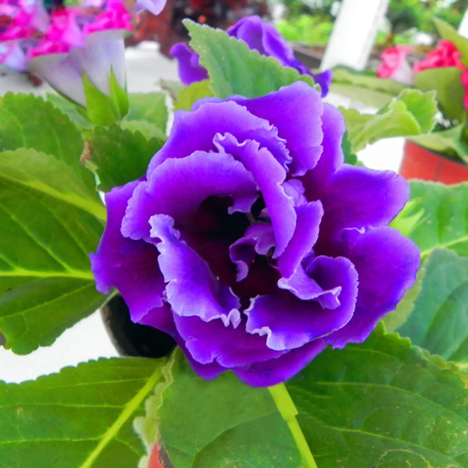 Thick Blue Gloxinia Flower seeds for Planting - Compact Growth, Heirloom & GMO Free Seeds for Home Garden