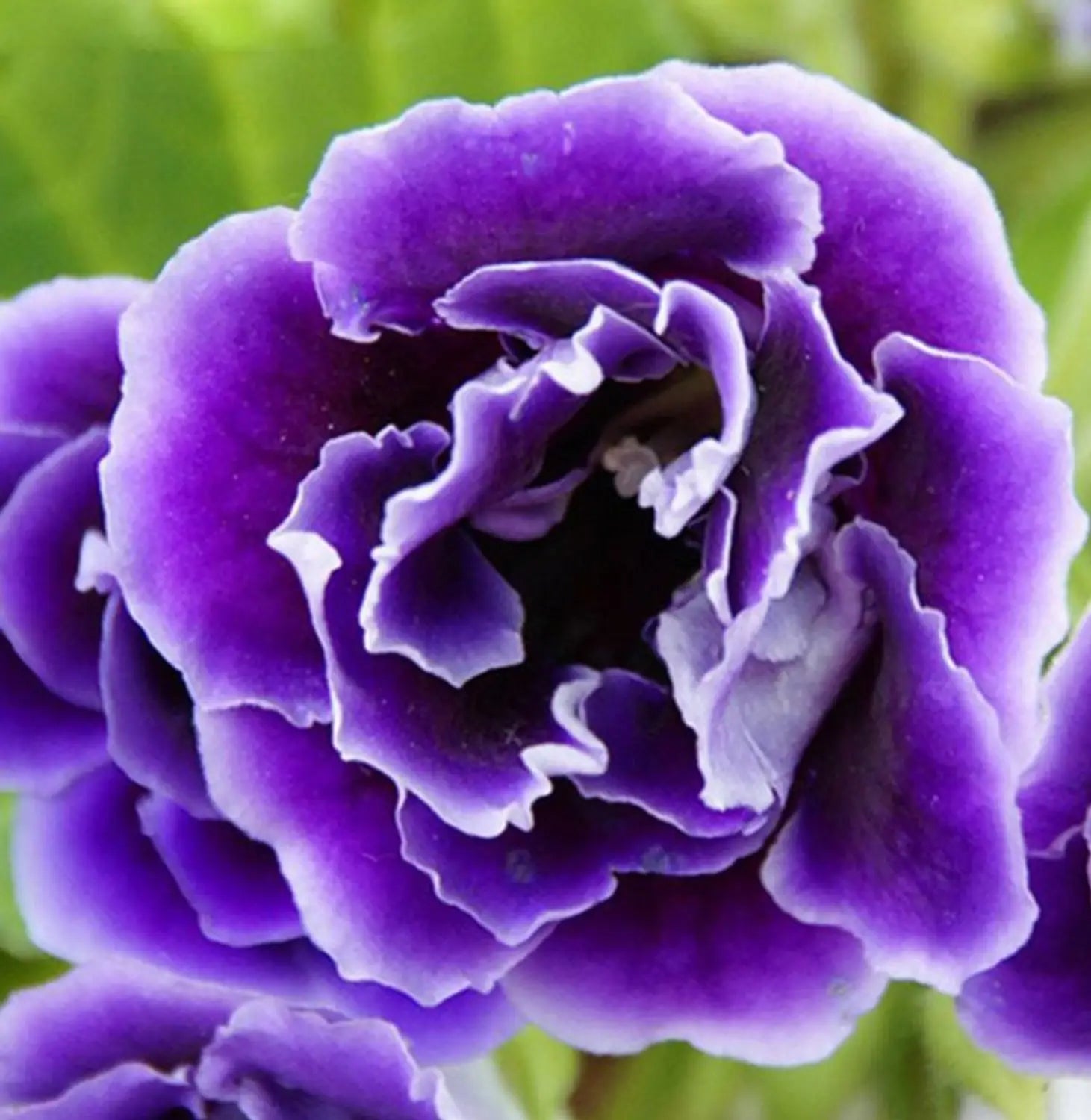 Thick Blue Gloxinia Flower seeds for Planting - Compact Growth, Heirloom & GMO Free Seeds for Home Garden