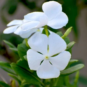 White Periwinkle Flower Seeds for Planting - Create Stunning Floral Arrangements