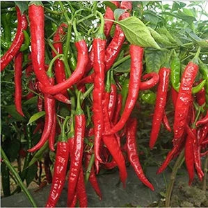 Salkim Biber Chile Pepper Planting Seeds