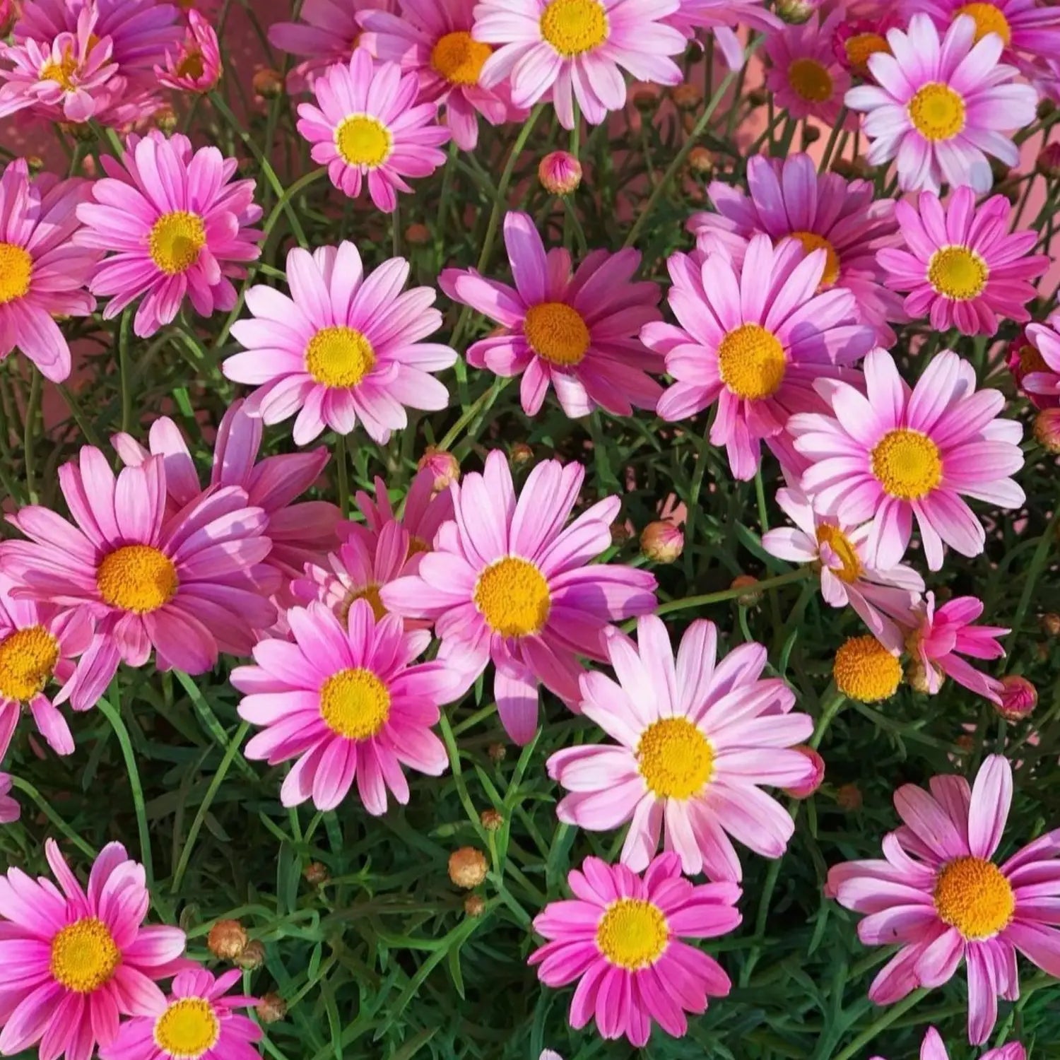 Pink Robinsons Flower seeds for Planting - Cut Flower Favorite, Heirloom & GMO Free Seeds for Home Garden