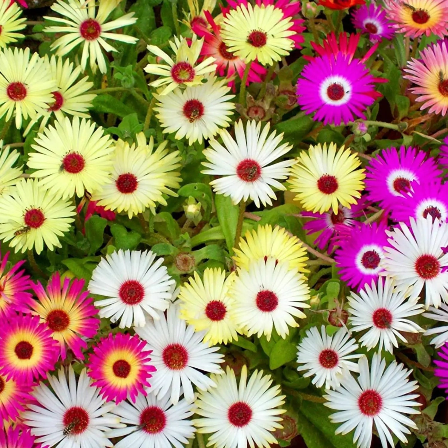 Summer Flower seeds for Planting - Bright Blooms, Heirloom & GMO Free Seeds for Home Garden