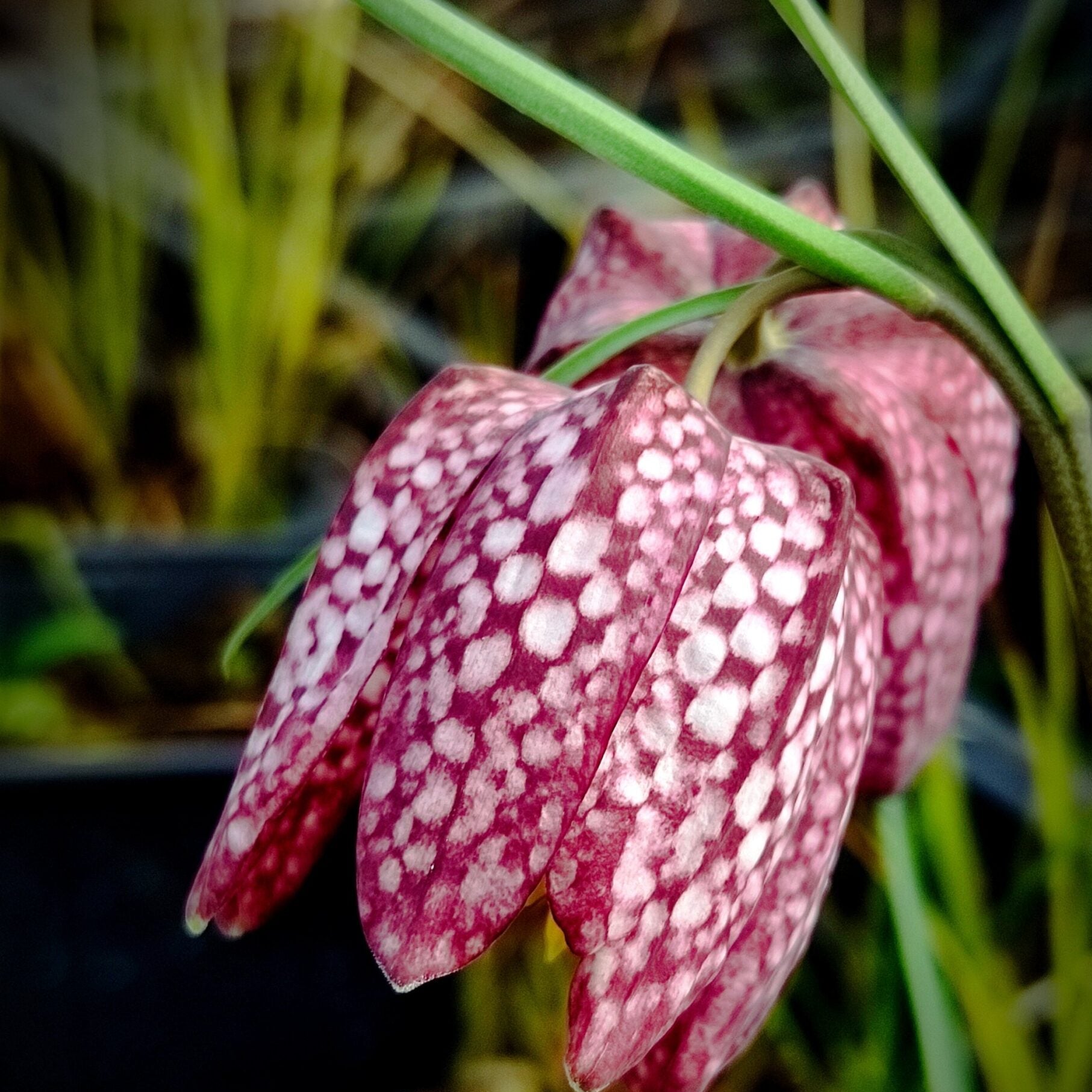 Fritillaria Flower seeds for Planting - Colorful Display, Heirloom & GMO Free Seeds for Home Garden