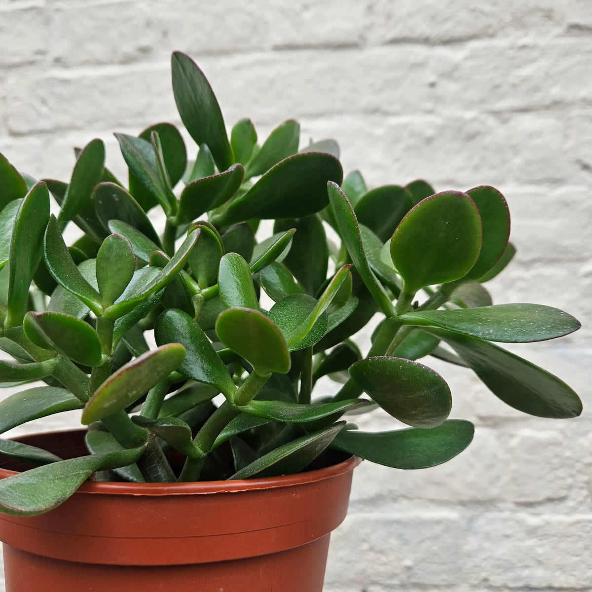 Crassula Flower seeds for Planting - Drought Tolerant, Heirloom & GMO Free Seeds for Home Garden
Sale seeds for planting in home garden