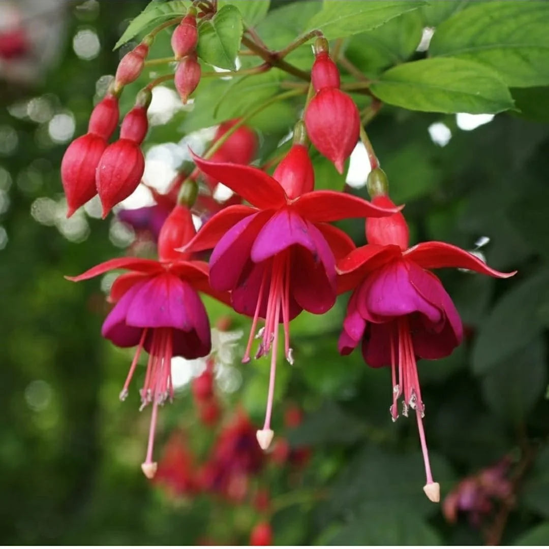 Light Pink Red Double Petals Fuchsia Flower Seeds for Planting Low Maintenance Heirloom & GMO Free Seeds for Home Garden
Sale