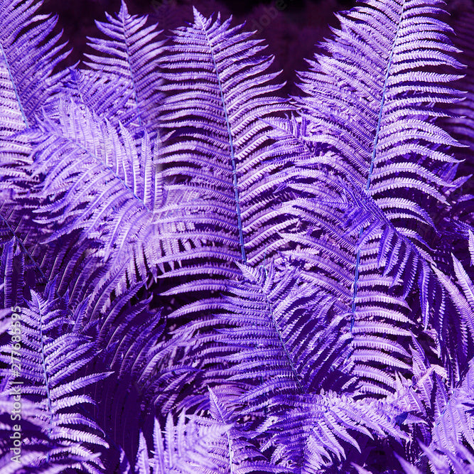 Violet Fern for Planting heirloom & NonGMO Seeds Long Bloom Season 100 Pcs pcs
Sale
