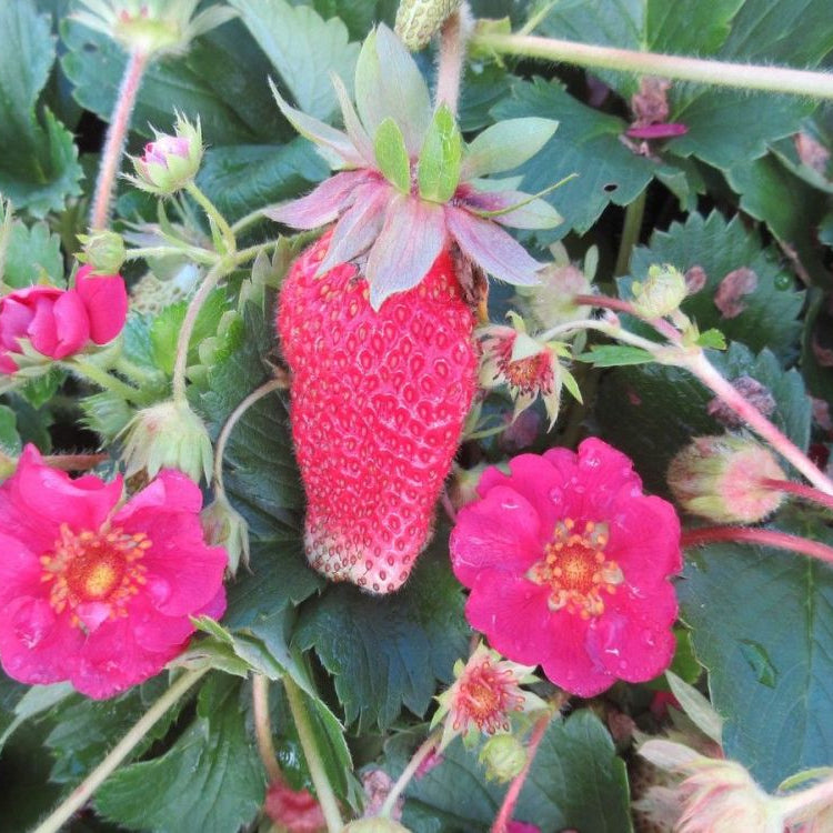 Strawberry Seeds for Planting Perennial Fruit Seeds for Home Gardens, Raised Beds & Containers