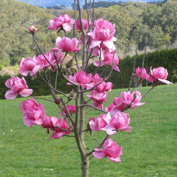 Northern magnolia tree flower seeds from Evergrowseeds, showcasing evergreen fragrant blooms for garden and landscape planting.