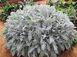 White Cineraria Miller Plant Seeds: Your Path To Gorgeous Floral Arrangements