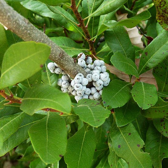 White Arbutus Bayberry Fruit Seeds for Planting