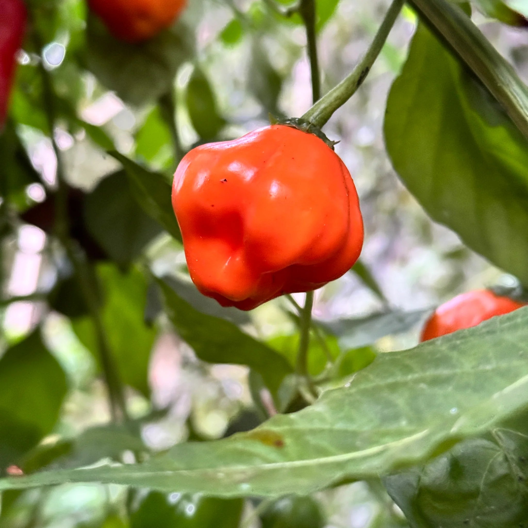 Ajicito Aji Dulce, Aji Gustoso, Cachucha Puerto Rican Sweet Pepper