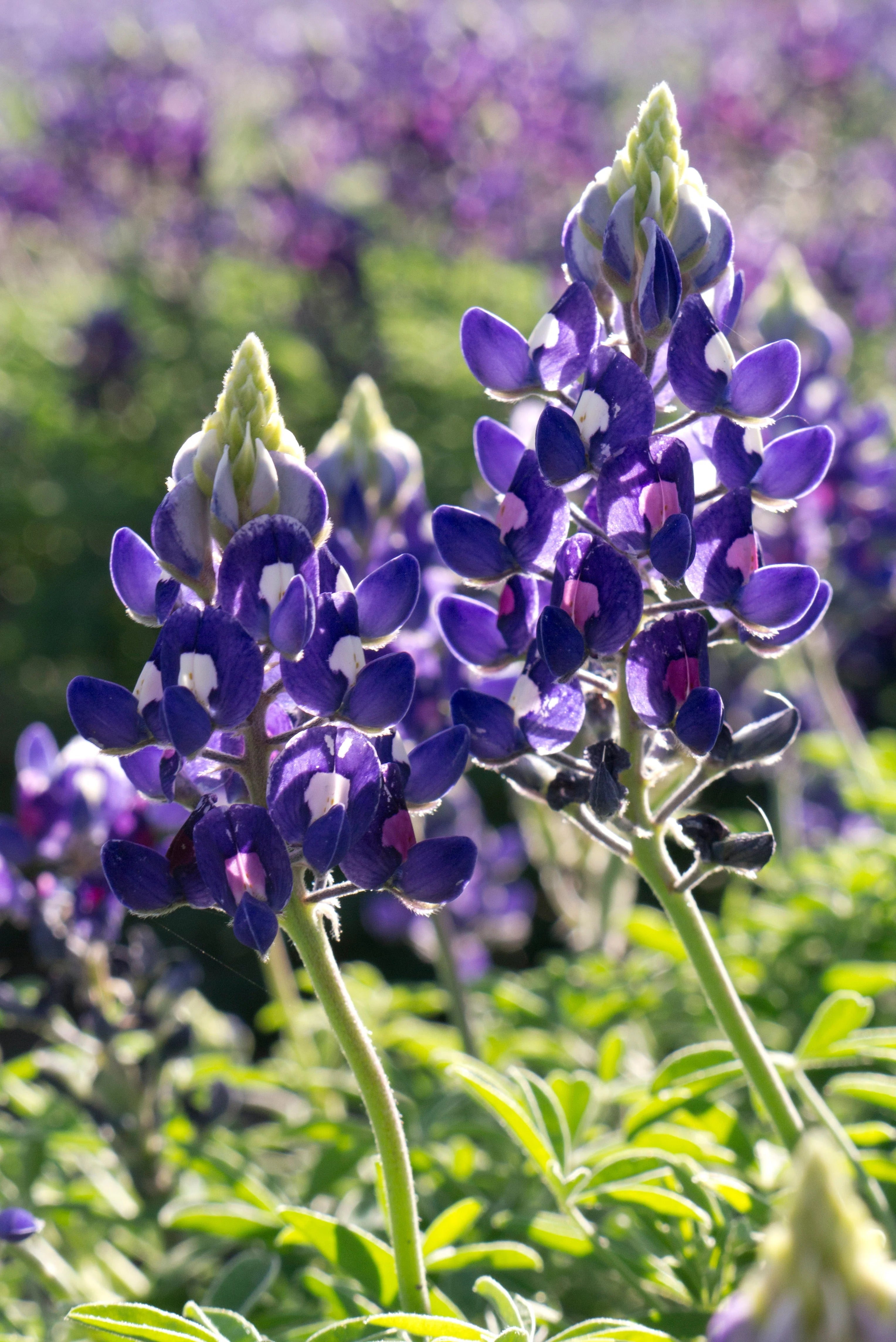Bluebonnet Seeds for Planting: Grow Beautiful Flowers Heirloom Non-GMO Seeds