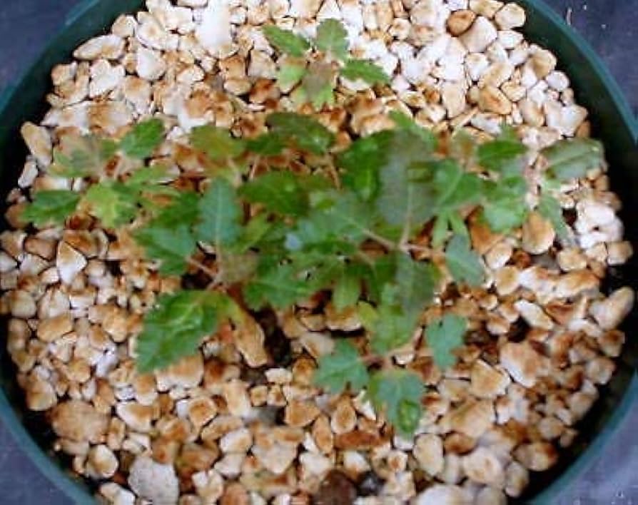 Boswellia Sacra Seeds Planting Guide