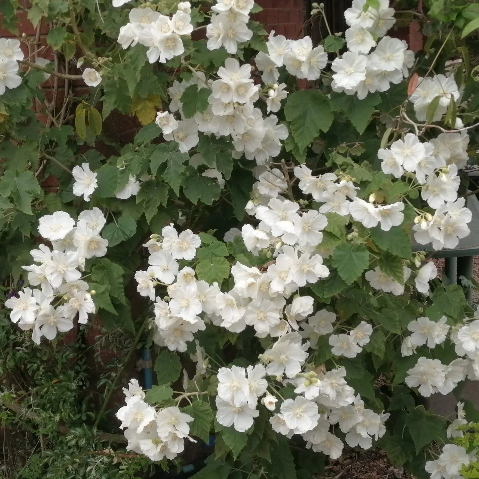 Abutilon Flower seeds for Planting - Seasonal Bloomer, Heirloom & GMO Free Seeds for Home Garden
